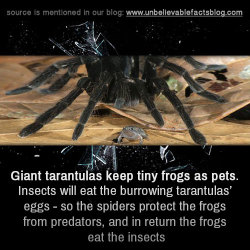 unbelievable-facts:  Giant tarantulas keep tiny frogs as pets.