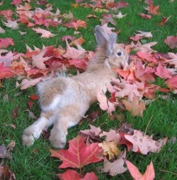 bunniesarethebest:  Autumn bunny-batb  BOOTY