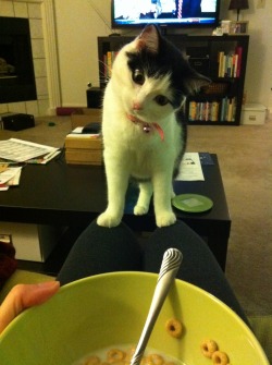 awwww-cute:  Gimme some of that milk! 