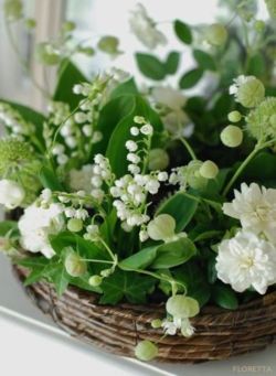 Lily of the Valley