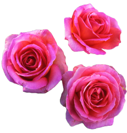 transparent-flowers:  “Elle” Hybrid Tea Rose. (x).