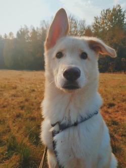 doggosource: he handsome