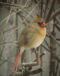 outdoormagic:  Northern Cardinal - female by mahar15  
