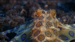 lonelyprettylittlecity:Blue ringed octopusFYI: Blue Ringed Octopi