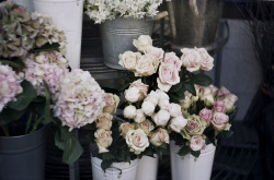 englishsnow:  the queen of carrot flowers 