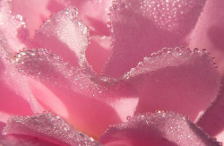 sugar-shocked: Pink rose petals