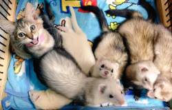 catsbeaversandducks:  Komari The Cat And Her Five Ferret Brothers