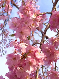 jasmine7031:  Cherry blossom today @ my garden The cherry blossoms