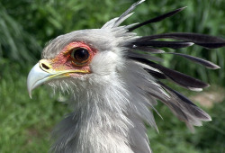 When will it become legal to marry secretary birds I’m
