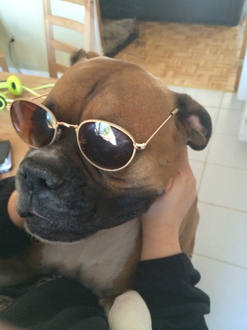 phantomgrl:  My dog in sunglasses 