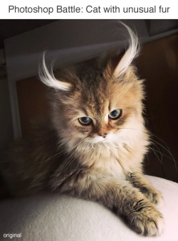 tastefullyoffensive:  Photoshop Battle: Cat with Unusual Fur