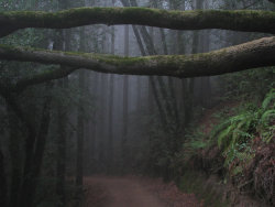 motivatedowl:  The misty forest Sequoia Bayview Trail Joaquin