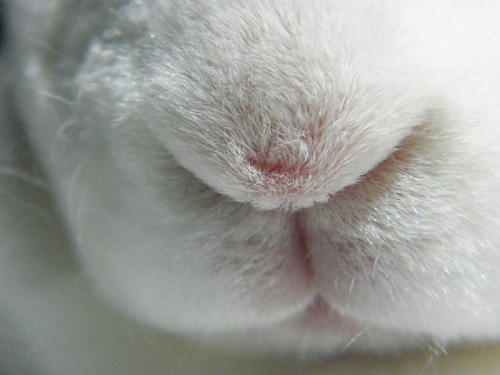 fortunas-sands:Bree in a few bunny closeup pictures during bunny sleepy time last night!