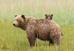 redwingjohnny:   	Hide and Seek, Brown Bear Style by David &