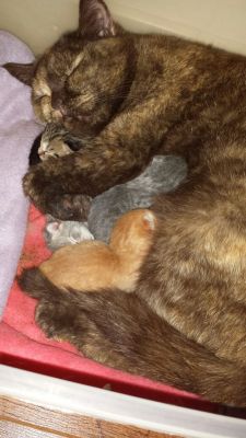 worldofthecutestcuties:  My cat gave birth today. She cuddles