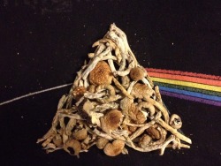 iwantyourdrugz:  Magic mushrooms