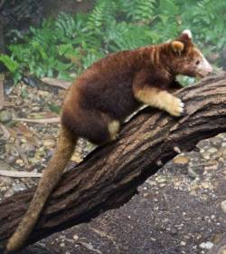 bestianatura:  The  Tree Kangaroo can be found in the rain-forests