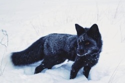 everythingfox:  Silver fox in snow