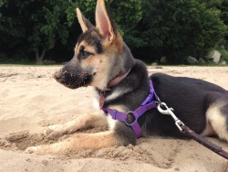 lifebender:  Natasha had a great time digging in the sand at