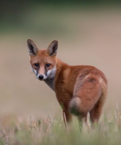beautiful-wildlife:  Red Fox by mkkaczy