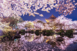 inkxlenses: Tō-ji during a bright spring evening | © Manabe