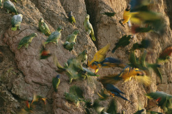 unrar:  Blue and yellow macaws and other birds gather on a riverside