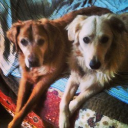 I love these shitheads. #dogs #goldenretriever #pups #babies
