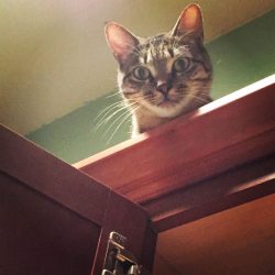 cat-overload:  He’s always watching..cat-overload.tumblr.com