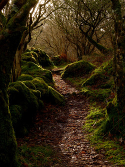 earth-witch:  Enchanted Wood, Argyll, Scotland, photo via lvnd