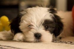 handsomedogs:  My dog Roxy, she’s a Malshi (Shih Tzu + Maltese)