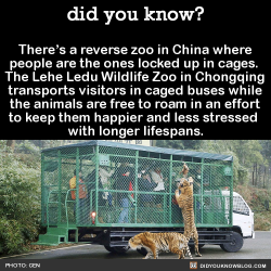 did-you-kno:  There’s a reverse zoo in China where  people