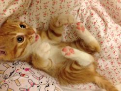 awwww-cute:   Claw trap. Touch that belly and you’ll have a