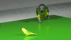 giphy:  Oh, that’s right!!!!!!!!!