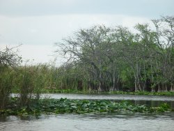 iammightee:  In the swamp, Everglades Holiday Park