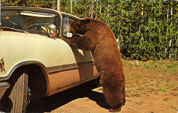 note-a-bear:fuckyeahvintage-retro:  Yellowstone, WY c.1950s-60s
