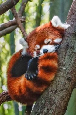 lethal-corruption:  wildlife-experience: Red Pandas Time!!! Pabu!