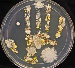 sixpenceee:  A microbiological culture of an 8-Year old’s handprint