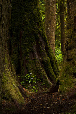 burning-soul:  The Flower and the Giant 