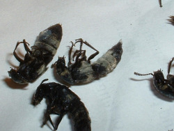 fetuse:  tiny carcasses of Hairy Rove Beetles (Creophilus maxillosus)