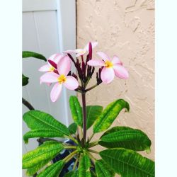 My frangipani 😍    #stpete #florida #patio #frangipani #pretty