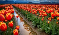 picwidehdwallpapers:  Tulips Flower Field View  Free Download