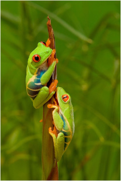 earthandanimals:  Red Eye Tree Frogs Photo by Pierre Giard 