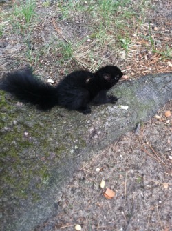 hellohalez0r:  met a baby squirrel