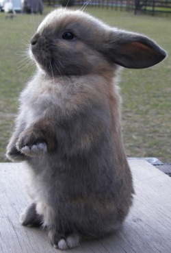 lolcuteanimals:  Cute bunny standing at attention.