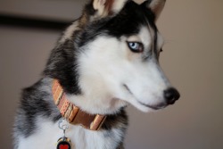 6woofs:  Kiba giving you the side-eye. Because he knows he looks