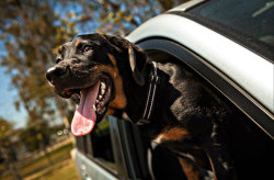 aplacetolovedogs:  Roger - adopted 2012 Dogs in cars is a series