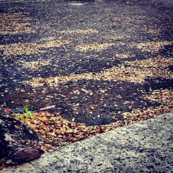 Looking to the floor #leaves #floor #daily #morning #Sagrado