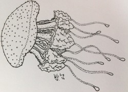 cyan-biologist:  16. A Phyllorhiza punctata (Floating Bell,Australian