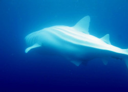 trynottodrown:  A majestic rare albino whale shark graces the