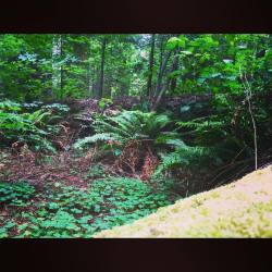 #grove #redwoods  (at Frank and Bess Smithe Redwood Grove)